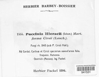 Puccinia hieracii image